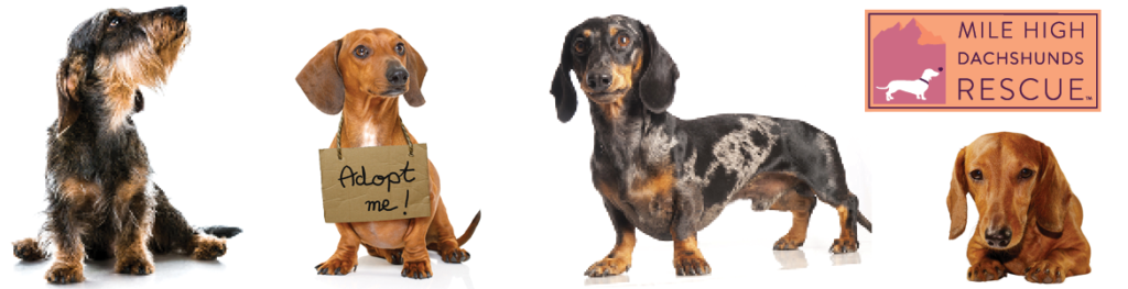 Adoption Application Mile High Dachshunds Rescue