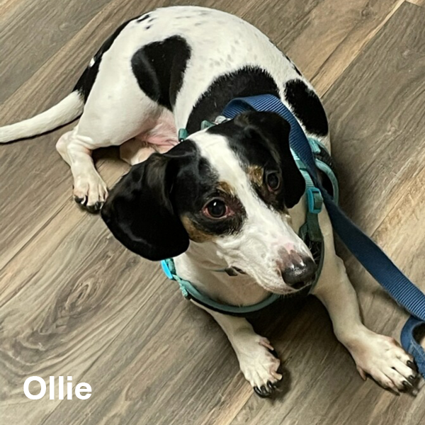 Mile High Dachshunds Rescue Team Doxie