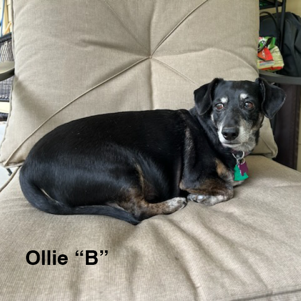 Mile High Dachshunds Rescue Team Doxie