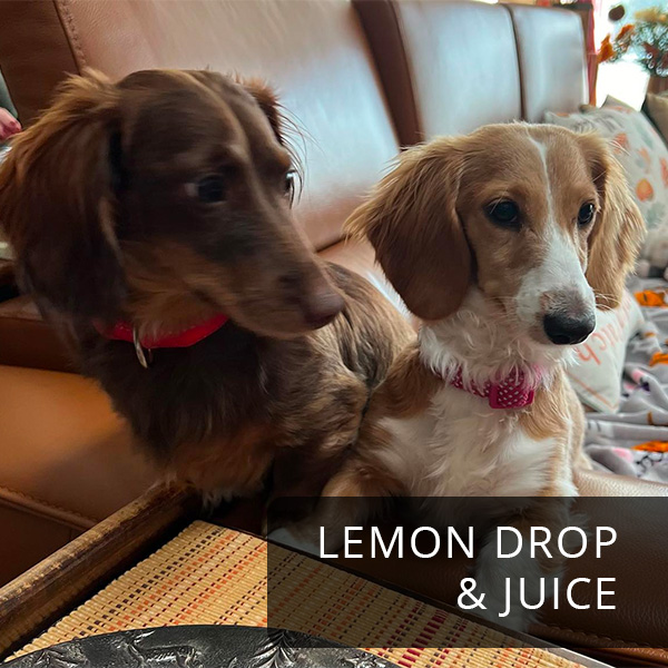 Lemon Drop and Juice