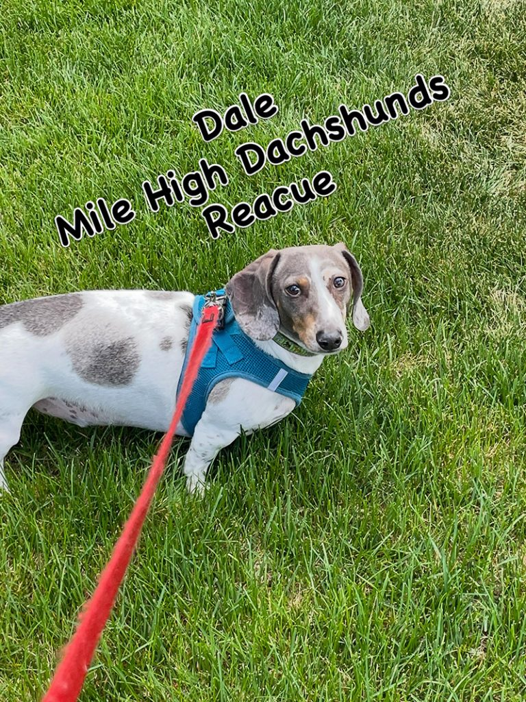 dale 2026